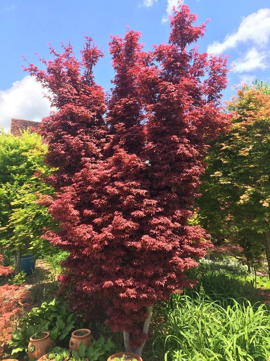 Acer palmatum 'Skeeter's Broom' (Japanese Maple), a tall upright tree with dense red-burgundy foliage, growing in a garden beside terracotta pots and green plants.