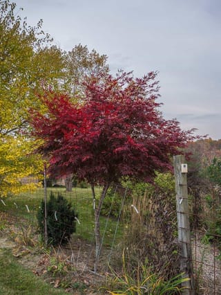 Acer palmatum 'Sumi-nagashi' (Japanese Maple), a small tree with deep crimson, finely cut foliage beside a wire fence and yellow autumn trees.