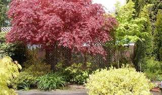 Acer palmatum 'Sumi-nagashi' (Japanese Maple) with deeply cut red-purple foliage on a spreading canopy, beside a lattice fence and mixed green and yellow garden shrubs.