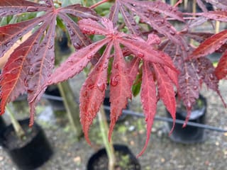 Acer palmatum 'Sumi-nagashi' (Japanese Maple) with deeply cut red-purple leaves beaded with raindrops, on potted young trees in a nursery.