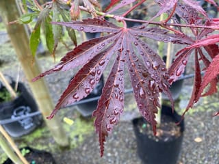 Acer palmatum 'Sumi-nagashi' (Japanese Maple) leaf with deep red-purple, narrow pointed lobes covered in raindrops, with potted plants behind.