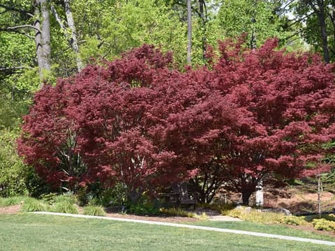 Acer palmatum 'Sumi-nagashi'
