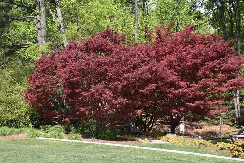 Acer palmatum 'Sumi-nagashi' (Japanese Maple), a broad, spreading tree with deep red-purple foliage, set in a garden beside a lawn and green trees.