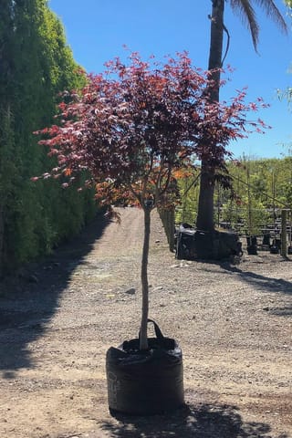 Acer palmatum 'Trompenburg' (Japanese Maple), a young standard tree with purple-red and orange foliage, growing in a black planter bag on a gravel nursery path.