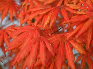 Close-up of Acer palmatum 'Trompenburg' (Japanese Maple) foliage in autumn, with narrow, deeply lobed leaves in vivid orange-red on reddish stems.
