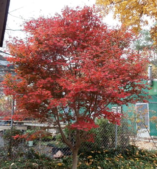 Acer palmatum 'Trompenburg' (Japanese Maple), a small multi-stemmed tree in vivid red autumn foliage, standing beside a wire fence in a garden.