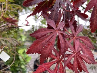 Acer palmatum 'Trompenburg' (Japanese Maple), close-up of deep red-purple, finger-like serrated leaves dotted with water droplets, with nursery plants blurred behind.