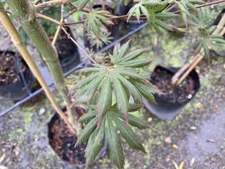Acer palmatum 'Trompenburg' Japanese Maple, with deeply divided green leaves tipped red, on a staked green stem in a black nursery planter bag.