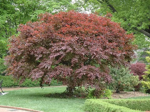 Acer palmatum 'Trompenburg'