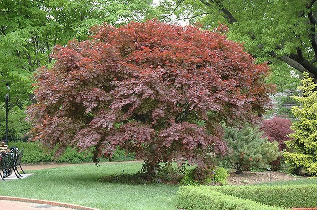 Acer palmatum 'Trompenburg' (Japanese Maple), a rounded tree with purple-red foliage, growing on a lawn in a garden beside a path and clipped hedge.