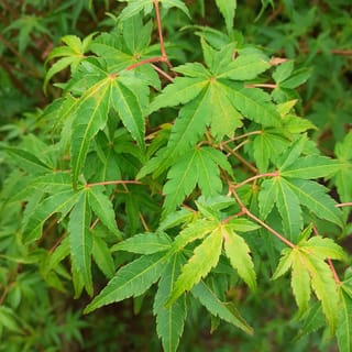 Acer palmatum 'Ueno-yama' Japanese Maple foliage, showing green palmate leaves with finely toothed lobes on slender red-pink stems.