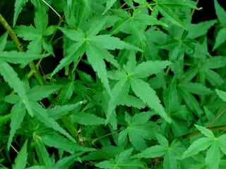 Acer palmatum 'Ueno-yama' Japanese Maple with fresh green, deeply lobed palmate leaves with finely toothed edges on slender green stems.