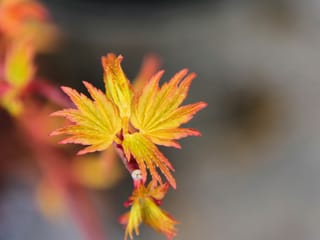 Acer palmatum 'Ueno-yama' Japanese Maple, close-up of new spring foliage with finely cut yellow-orange leaves edged in red on a red stem.