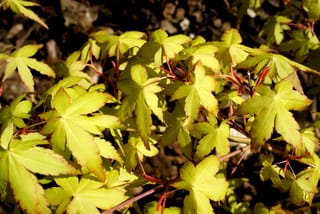 Acer palmatum 'Ueno-yama' Japanese Maple foliage, showing palmate yellow-green leaves with orange-tinged margins on slender red stems in bright sunlight.
