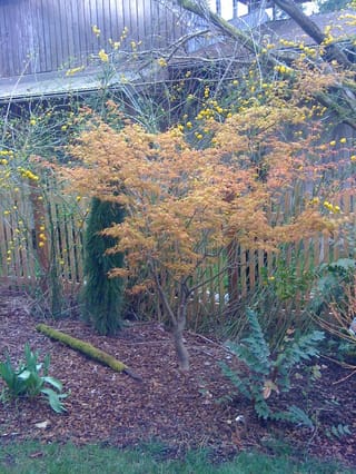 Acer palmatum 'Ueno-yama' Japanese Maple, a small tree with finely cut orange foliage in a bark-mulched garden bed beside a timber fence.
