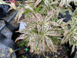 Acer palmatum 'Uki-gumo' Japanese Maple foliage with narrow, deeply lobed leaves speckled white and green, edged in pink, on a potted plant.