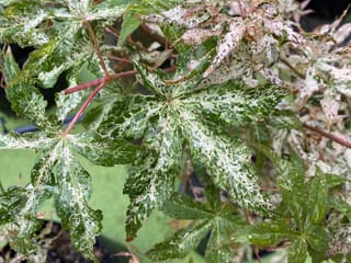 Acer palmatum 'Uki-gumo' Japanese maple foliage with green palmate leaves heavily flecked white, red stems and pinkish-white new growth.