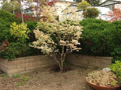 Acer palmatum 'Uki-gumo'