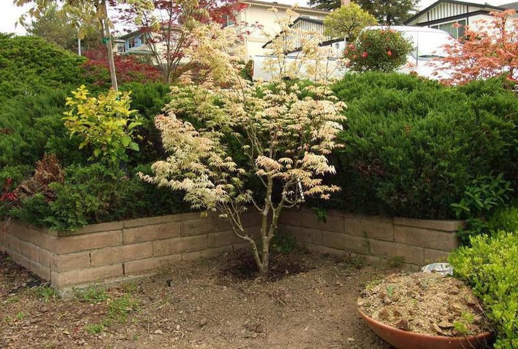 Acer palmatum 'Uki-gumo' Japanese Maple, a small multi-stemmed tree with cream and pink variegated leaves, planted before a low block wall and dark green shrubs.