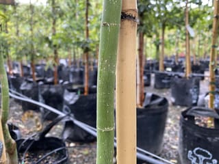 Acer palmatum 'Ukon' Japanese Maple, close-up of a smooth green young trunk beside a bamboo stake, with staked trees in black planter bags behind.