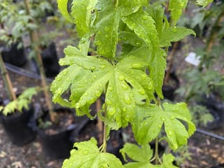 Acer palmatum 'Ukon' Japanese Maple with bright yellow-green palmate leaves beaded with raindrops, on a green stem above potted nursery plants.