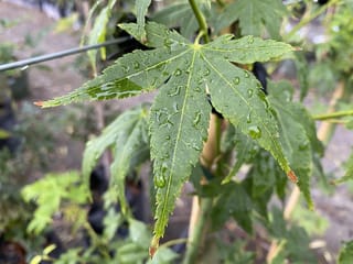 Acer palmatum 'Ukon' Japanese Maple leaf with pointed lobes and serrated edges, covered in raindrops, on a green stem in a nursery.