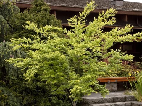 Acer palmatum 'Ukon'
