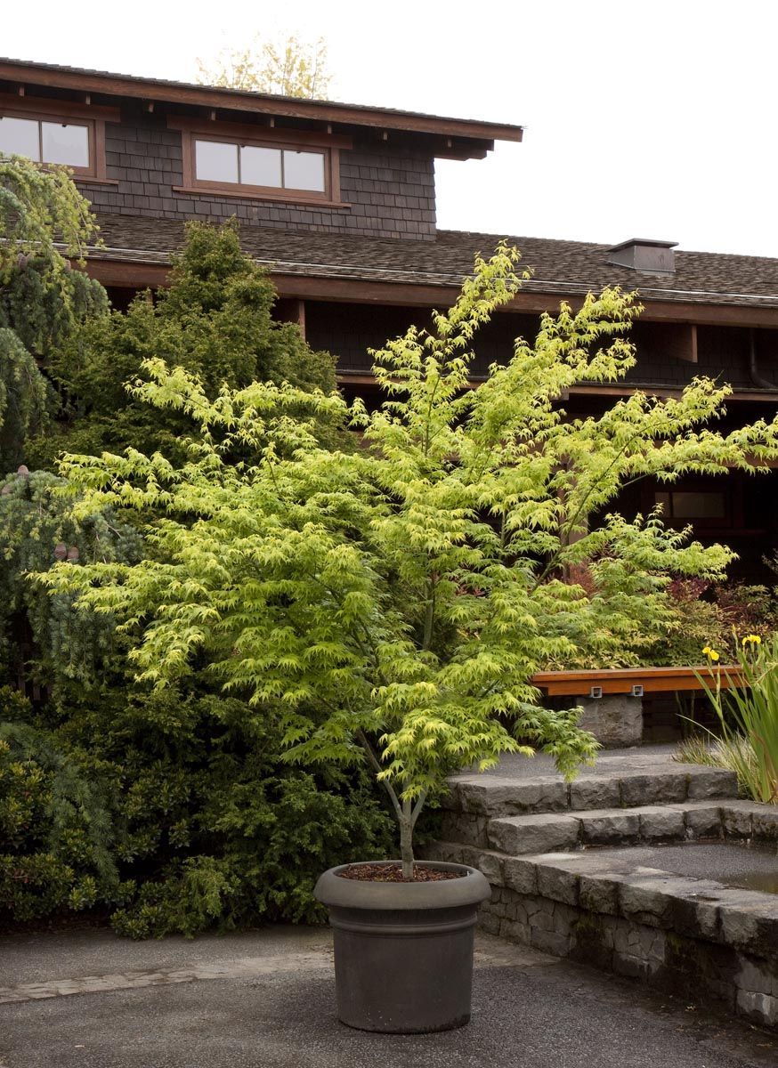 Acer palmatum 'Ukon' (Japanese Maple) in a large grey pot, with bright yellow-green, finely lobed foliage on slender branches beside stone steps and a shingled building.