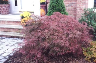 Acer palmatum var. dissectum 'Crimson King' (Japanese Maple), a mounded weeping shrub with finely cut red-purple leaves, growing in bark mulch beside brick steps.