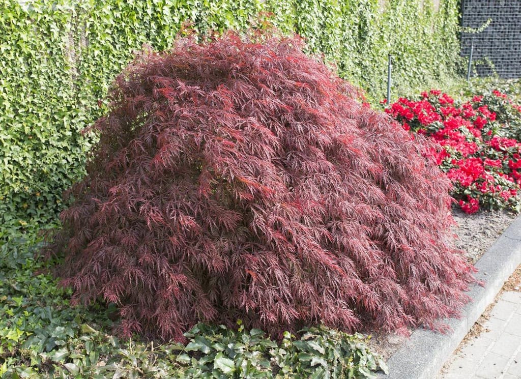Acer palmatum var. dissectum 'Crimson King' (Japanese Maple), a mounding weeping shrub with finely cut deep red-purple foliage, beside an ivy hedge and red flowers.