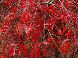 Acer palmatum var. dissectum 'Crimson Queen' Japanese maple, close-up of finely cut scarlet-red leaves hanging from slender, weeping branches.