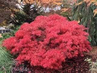 Acer palmatum var. dissectum 'Crimson Queen' Japanese Maple, a mounding weeping shrub with finely cut scarlet-red autumn foliage, with fallen leaves beneath and trees behind.