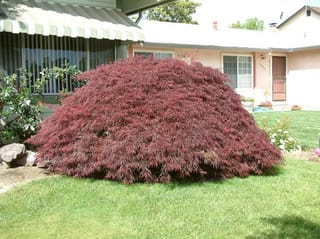 Acer palmatum var. dissectum 'Crimson Queen' Japanese Maple, a mounded weeping shrub with finely cut deep red foliage on a lawn beside a house.