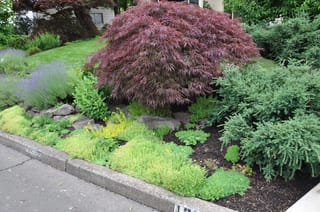 Acer palmatum var. dissectum 'Crimson Queen' (Japanese Maple), a mounded weeping shrub with finely cut purple-red leaves, in a kerbside garden bed with lavender, low groundcovers and conifers.