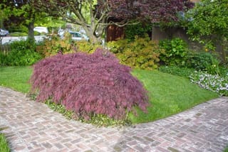 Acer palmatum var. dissectum 'Crimson Queen' Japanese Maple, a mounded weeping shrub with finely cut purple-red foliage on a lawn beside a brick path.