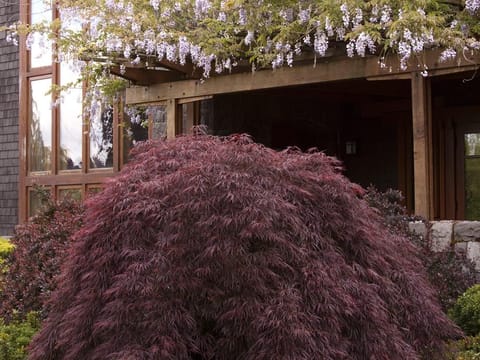 Acer palmatum var. dissectum 'Crimson Queen'
