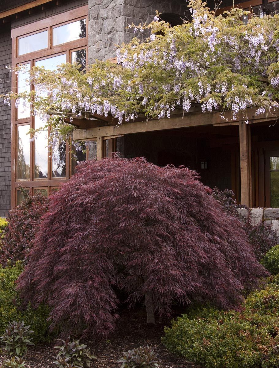 Acer palmatum var. dissectum 'Crimson Queen' Japanese maple, a weeping mound of finely cut deep purple-red foliage beside a timber-framed house with wisteria overhead.