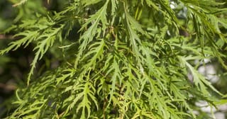 Close-up of Acer palmatum var. dissectum 'Flavescens' (Japanese Maple), showing deeply cut, lacy green leaves on fine, drooping branches in sunlight.