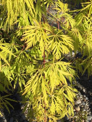 Acer palmatum var. dissectum 'Flavescens' (Japanese Maple) with deeply cut, lacy yellow-green leaves on slender red stems, above gravel in bright sunlight.