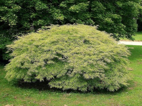 Acer palmatum var. dissectum 'Flavescens'