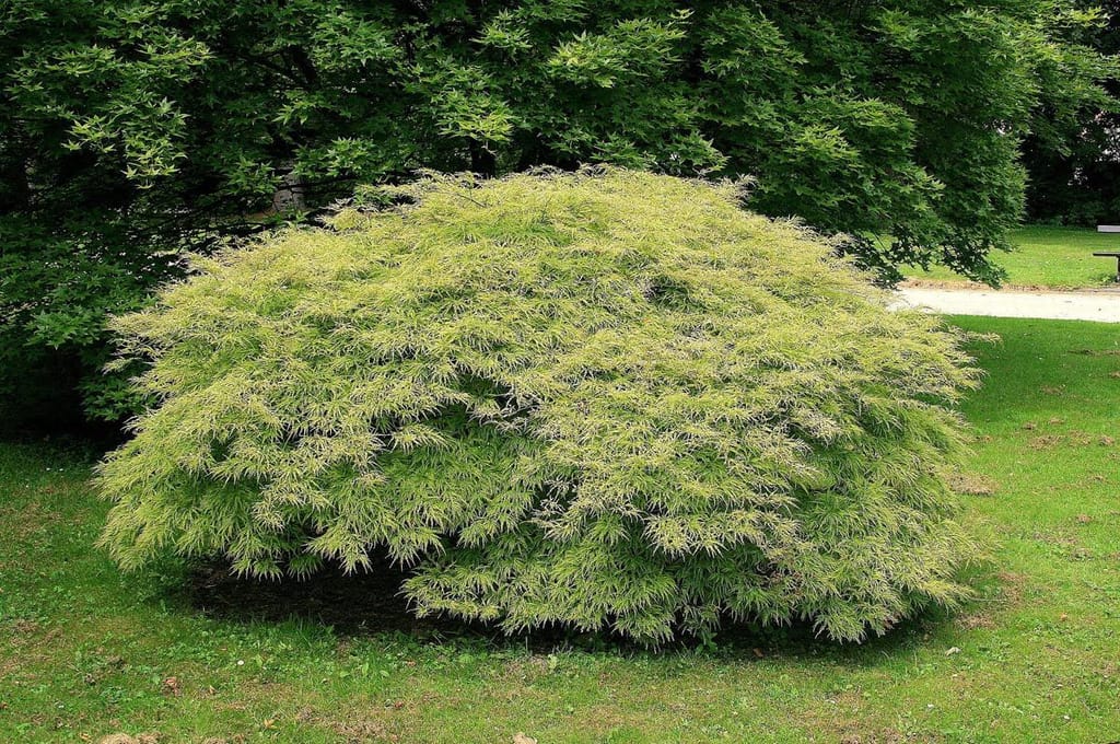 Acer palmatum var. dissectum 'Flavescens' (Japanese Maple), a mounded weeping shrub with finely cut yellow-green foliage, growing on a lawn in front of taller green trees.