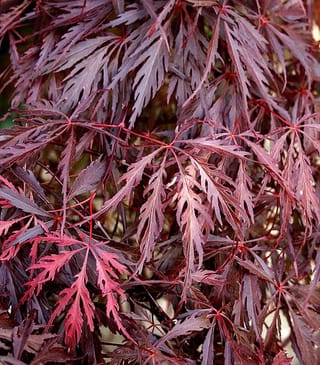 Acer palmatum var. dissectum 'Garnet' Japanese maple, close-up of finely cut burgundy-red leaves with red stalks on drooping branches.