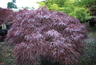 Acer palmatum var. dissectum 'Garnet' Japanese Maple, a mounding, weeping shrub with finely cut burgundy-red foliage, growing in a pot on gravel at a nursery.
