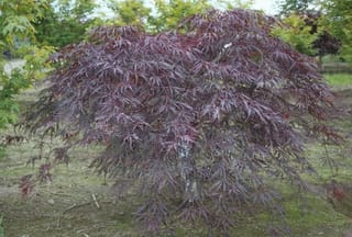 Acer palmatum var. dissectum 'Garnet' (Japanese Maple), a mounding weeping tree with finely cut burgundy-purple leaves, growing outdoors above grass and bare soil.