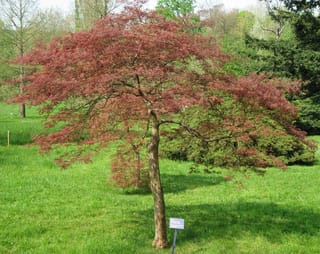 Acer palmatum var. dissectum 'Garnet' (Japanese Maple), a small tree with finely cut red-burgundy foliage and a single trunk, standing on a lawn with a name label.