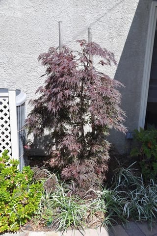 Acer palmatum var. dissectum 'Garnet' (Japanese Maple), a small upright tree with finely cut burgundy-purple foliage, staked beside a textured wall and grassy groundcover.