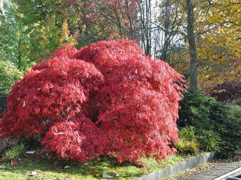 Acer palmatum var. dissectum 'Garnet'