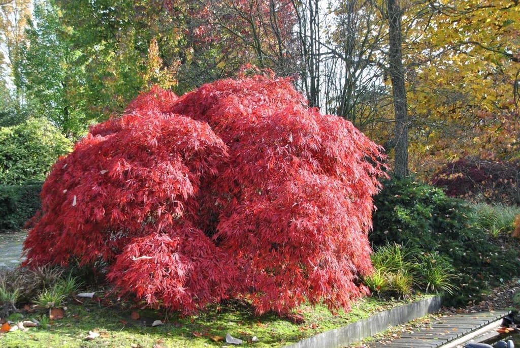Acer palmatum var. dissectum 'Garnet' (Japanese Maple), a mounding weeping shrub with finely cut bright red autumn foliage, growing in a garden bed beside a path.