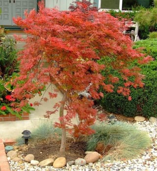 Acer palmatum var. dissectum 'Orangeola' (Japanese Maple) with finely cut orange-red foliage on a slender trunk, planted in a gravel garden bed with blue fescue.