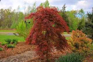 Acer palmatum var. dissectum 'Orangeola' Japanese maple, a weeping laceleaf tree with deep red-orange foliage, growing in a mulched garden bed beside lawn.